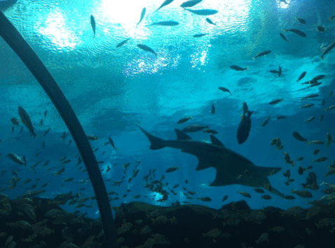 Screen Shot 2016-07-24 at 8.38.33 PM