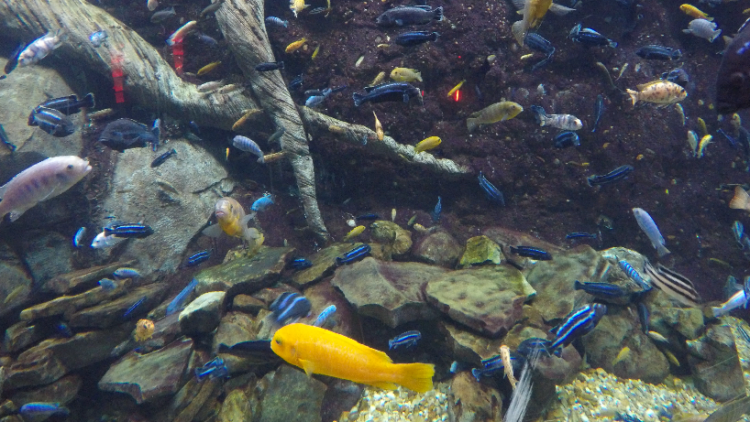 Screen Shot 2016-07-26 at 3.06.59 PM