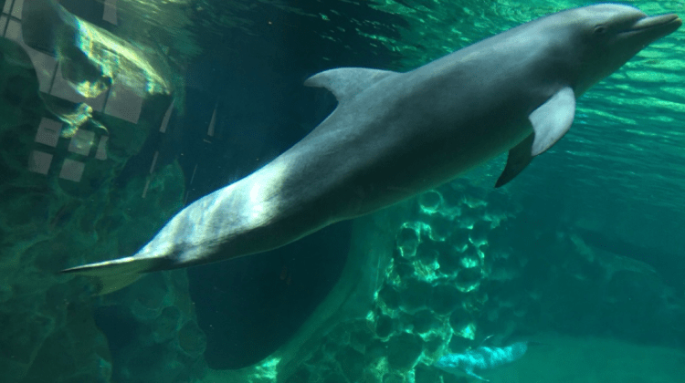 Screen Shot 2016-07-27 at 1.17.50 AM